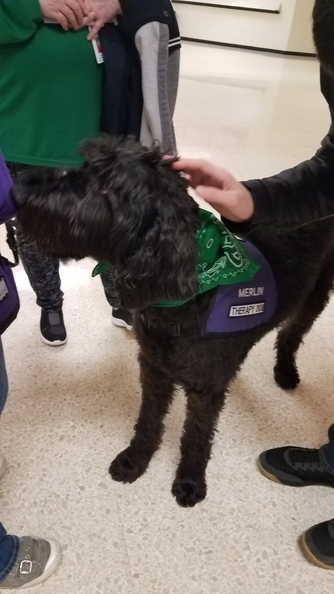 Merlin loved visiting all the students in Richmond today. ❤🐾 Thank you <a href="/wearrrichmond/">WeRrichmond</a> for allowing him to come and share his hugs. <a href="/Central_MCS/">Principal Walker</a> is here for you! Your students, staff, and administration are truly amazing! #dennisstrong