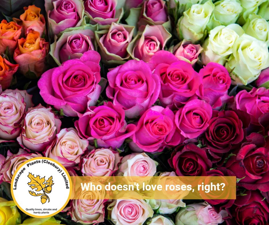 LPLofCleobury's tweet photo. Who doesn't love roses right? Well our roses are looking beautiful right now and won't break the bank! #Gardening #Plants #Roses #Wholesale #Worcestershire https://t.co/7glqfV3TWB