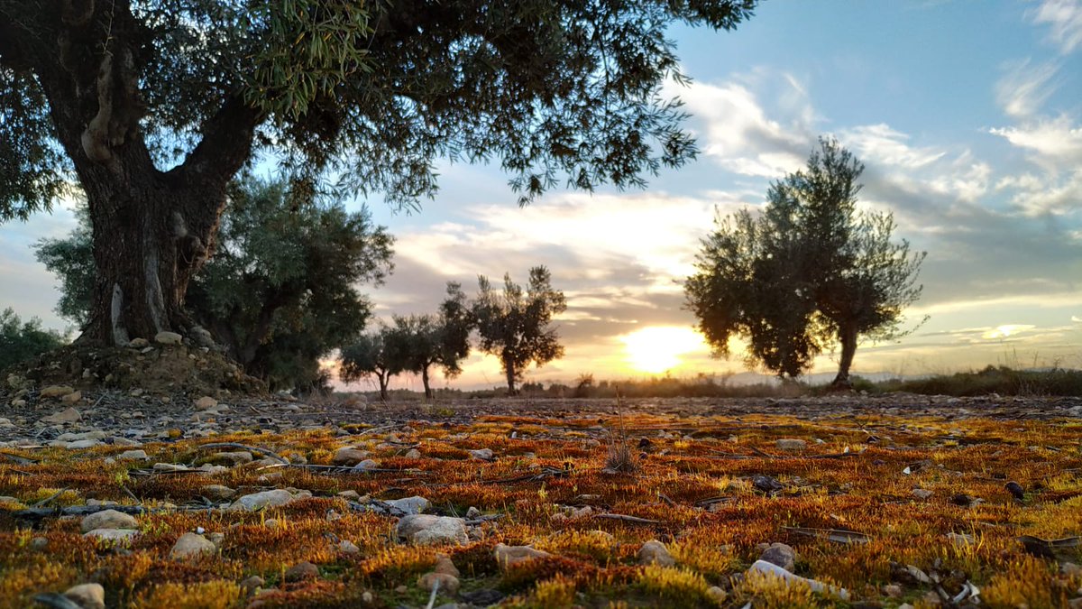aovevirtudes's tweet photo. Prométete que este 2019 vas a disfrutar y a cuidar de lo mejor de nuestra vida. Tu salud. 
#tesorodelmediterraneo #aove #evoo #mediterráneo #dietamediterránea 
#vidasaludable #costablanca #villena #sunset https://t.co/dXF8TnUf9g