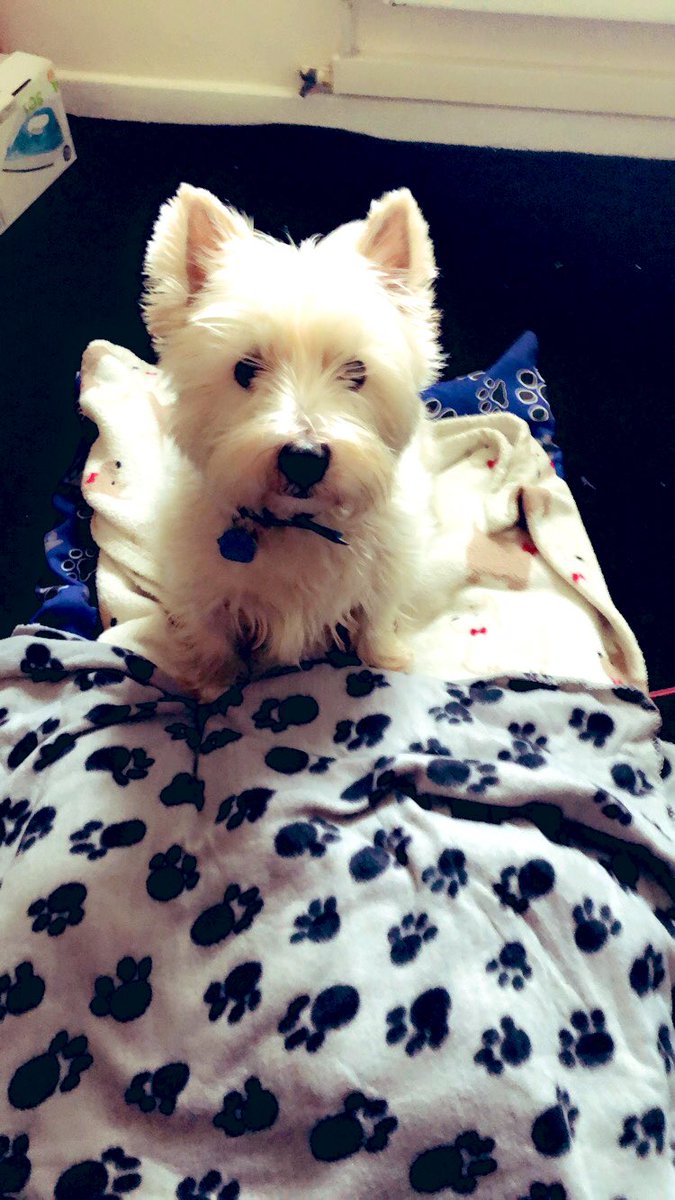 AmyH_88's tweet photo. See what we can get done today, shall we?
#westie #work #officing #crafter #officebed #goodboy https://t.co/lx9aSDAybF
