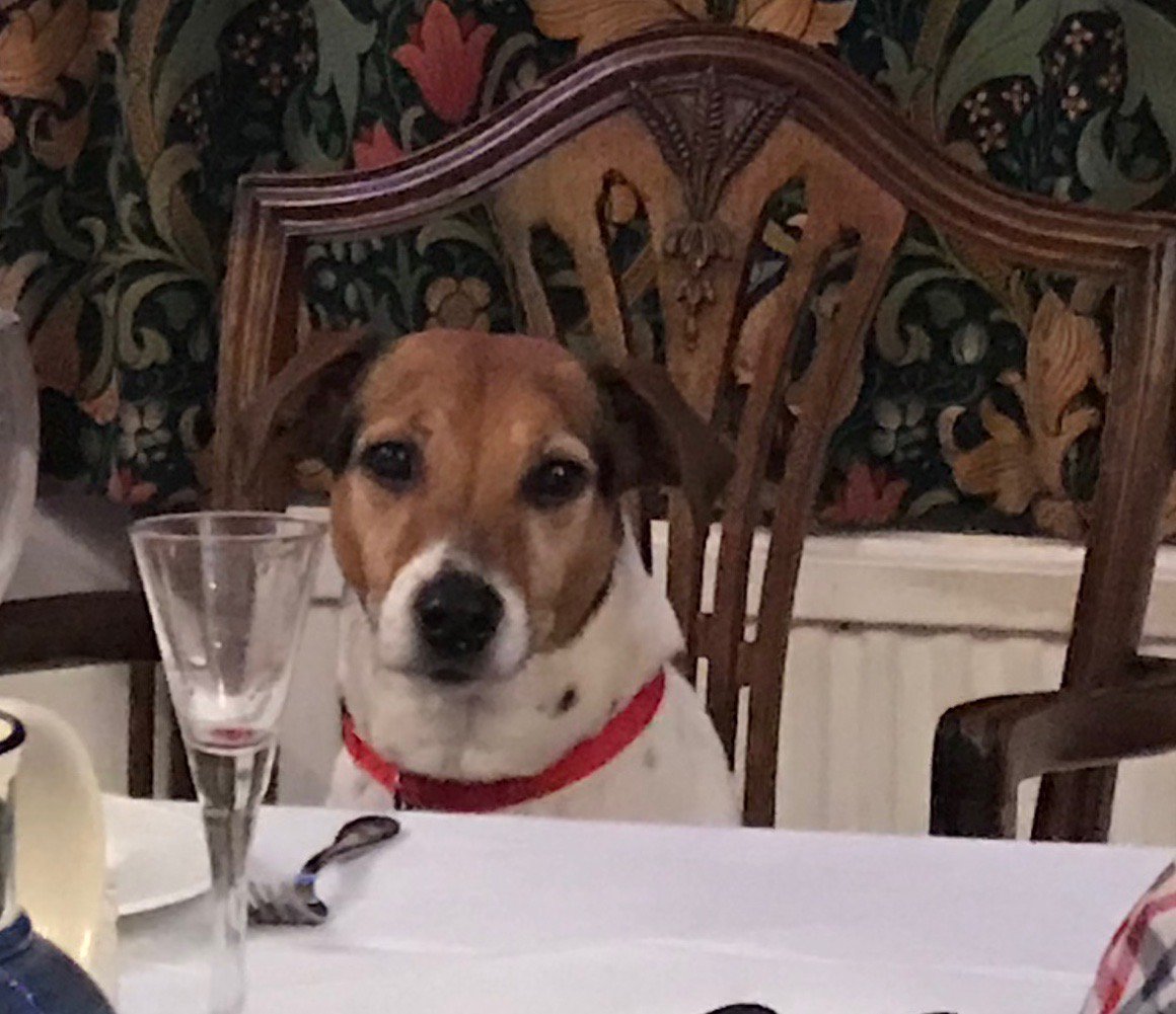 BaldockBard's tweet photo. The Empty Glass! https://t.co/Xf0jxnFkF5 #dogsoftwitter #terriers #Christmas #wine #farmers Happy New Year to you all and may you enjoy health and happiness in 2019 https://t.co/1IrLghHxsQ