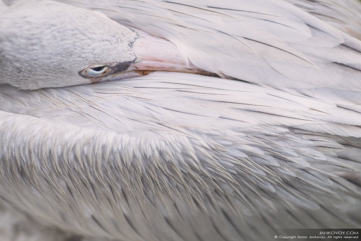 Canon Россия tweet media