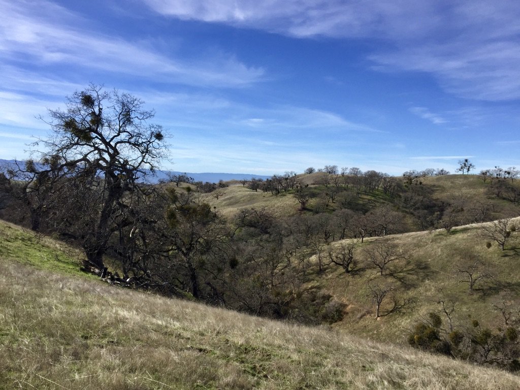 CALichenS's tweet image. The CA lichen society annual meeting and field trip will be Jan. 25-27 in Napa County. (main events on Jan. 26)

Join us! 

Here's the fb event page: facebook.com/events/2207737…

#lichenJanuary