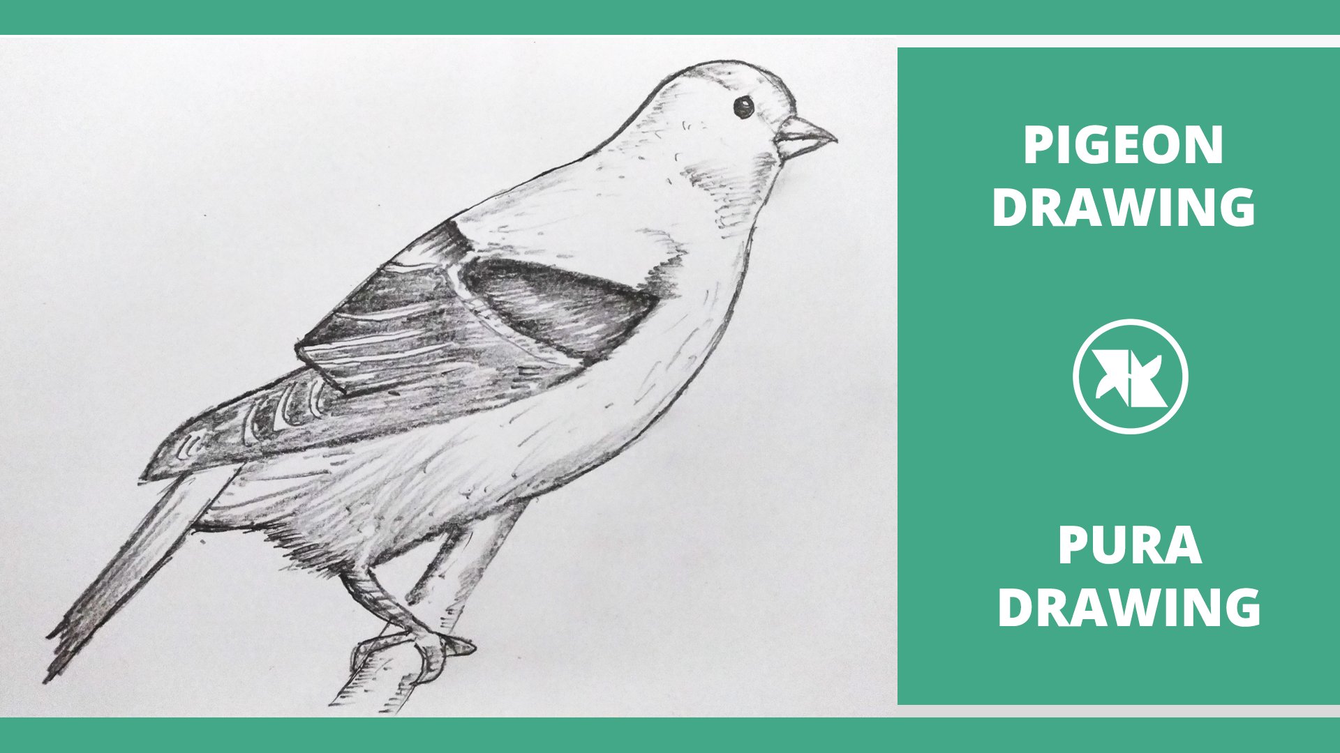 How to Draw Pigeon in Flight (Birds for Kids) Step by Step |  DrawingTutorials101.com