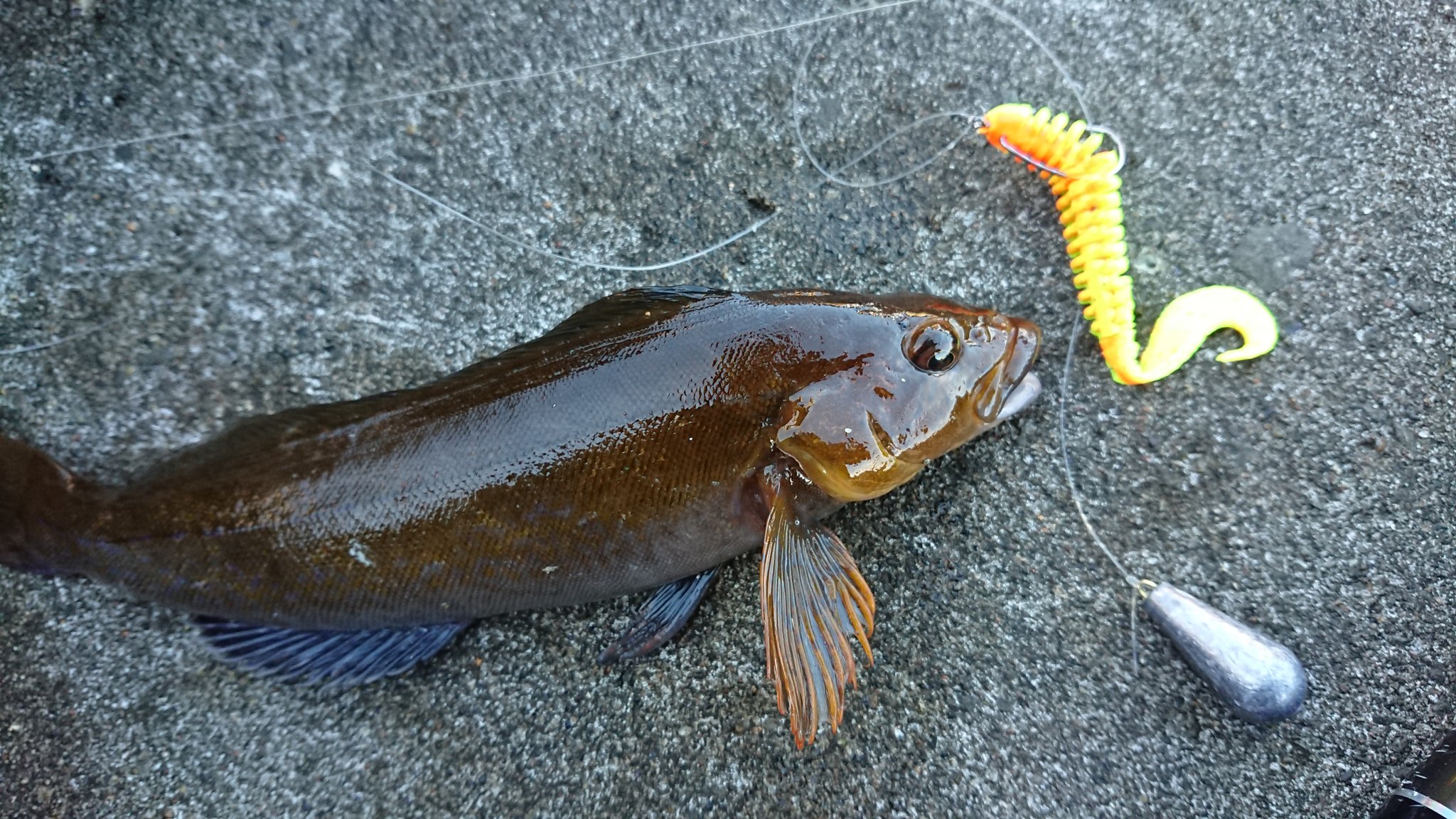 海斗水産 今年初フィッシング 風が強かったのでナス錘10号ダウンショットリグを使用 アイナメ1匹 ばらし多数 ヒットワーム はパルスワーム トゥイッチ Amp ステイでヒット クロソイばらしたのが一番ショック 次回は釣るぞ 宮城 釣り ロック