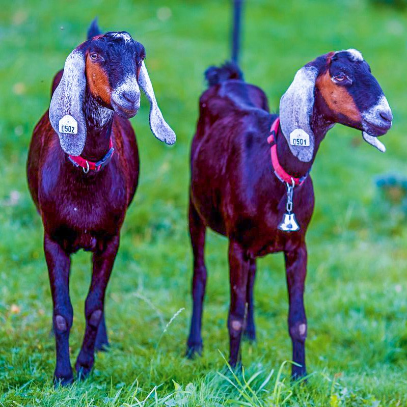 Купить козу нубийской породы. Нубийские козы. Англо-нубийская коза. Коза нубийской породы. Нубийские козы нубийские козы.