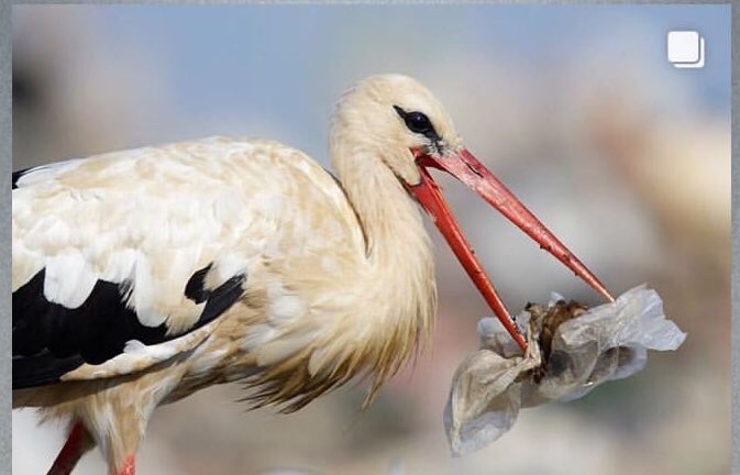 Bıdı bıdı söylenmeyin, 
Az düşünceli olun da, kumaş ya da file torba atıverin çantanıza, 
biraz katkınız olsun doğaya, diğer canlılara, yaşadığınız çevreye.. 
Amma tatava yaptınız be..!
#poset25krs #poşet25kuruş #plastikposet #poşet