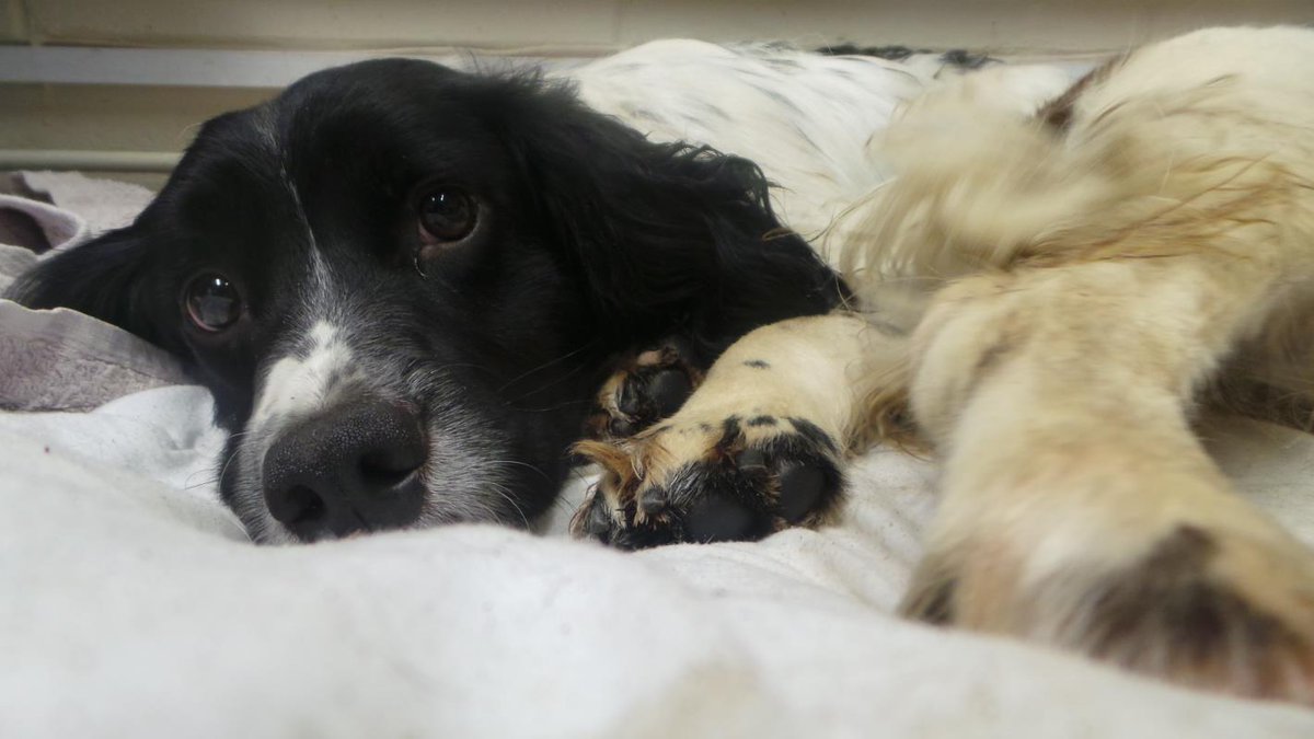 DogsTrust's tweet photo. Apparently it's #FestivalOfSleepDay? You don't have to tell us twice! 💤 https://t.co/KVxNXMoa3v