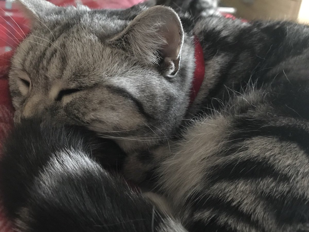 Marielincoln10's tweet photo. @PetCitScience @mikkokissa @ritaalves @BengalsMeggy @BatcatGeorge @smokeshadowcats @truffle_cat @DollyTali What a fab idea -I love your #CatSolutions . I’ve made some too ... 1) Stop Lulu eating my dinner before she grows as wide as she is long 2) nap more often and for longer 3) continue my ‘floof is not fat’ campaign 4) teach Lulu how to cat . 😹😹😹 https://t.co/xPtsUGs1rU