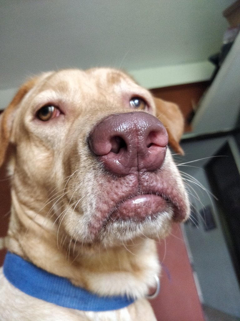 buddyravithelab's tweet photo. Okay hooman. Enough pictures for the day.
Just kidding. I like the posing.
#labradorsofindia #dogsofindia #dogsofchennai #dogsoftwitter #twitterdogs #pinknoseddog #dudleylabrador #boop #labradors #poserforlife https://t.co/URLRjHnN33