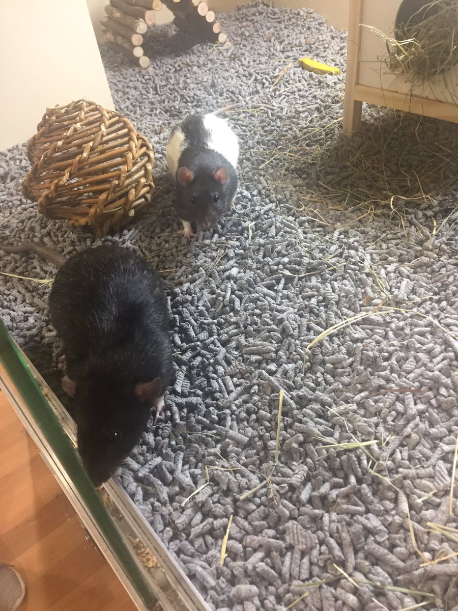 AtMalvern's tweet photo. We have animals in Support Adoption looking for their forever home! 🏠💕 pop into store or call 0345 266 1792 for more details! 🏠 #PetsAtHomeMalvern #SupportAdoption https://t.co/6W7qbmngRj