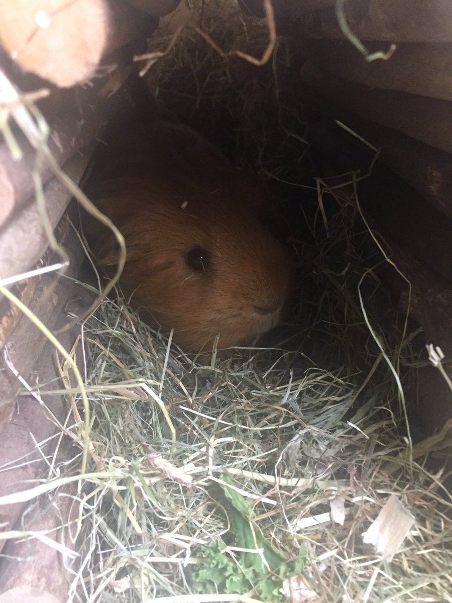 AtMalvern's tweet photo. We have animals in Support Adoption looking for their forever home! 🏠💕 pop into store or call 0345 266 1792 for more details! 🏠 #PetsAtHomeMalvern #SupportAdoption https://t.co/6W7qbmngRj