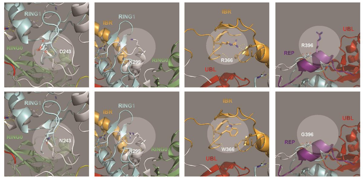 <a href="/easchurr/">Erwin Schurr</a> &amp; colleagues have a manuscript on <a href="/biorxivpreprint/">bioRxiv</a> suggesting that neuro-inflammation in #Parkinsons &amp; peripheral nerve damage due to inflammation in T1R (leprosy) may share overlapping mechanisms of pathogenicity
biorxiv.org/content/early/…