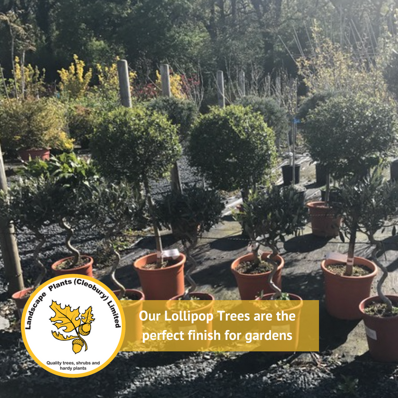 LPLofCleobury's tweet photo. We stock a range of lollipop trees in a variety of sizes from Bay trees to Holly trees, Olive trees and Red Robin trees #Gardening #Plants #Wholesale #Trees #Worcestershire https://t.co/ZX2NMeL8Ld