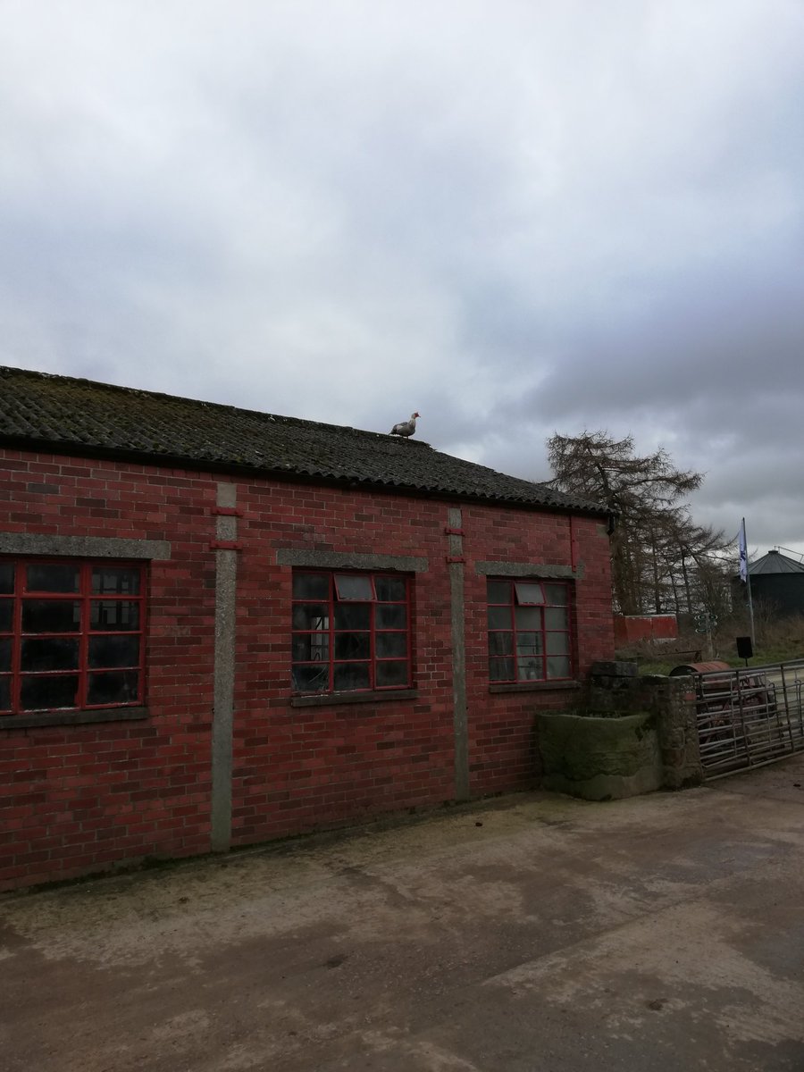 An unapologetic grey and white duck sits on the roof of a large brick workshop.