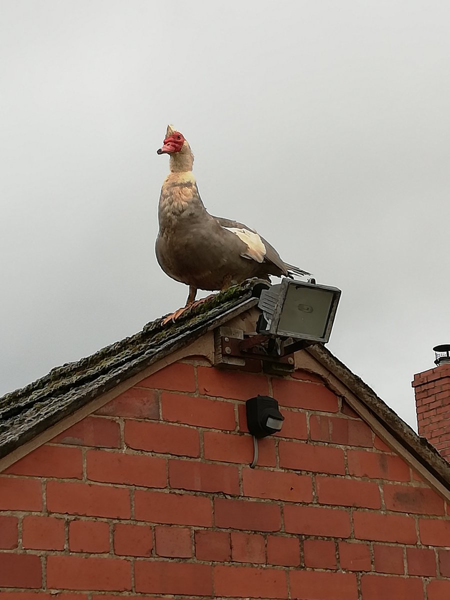 Same, but in close up.