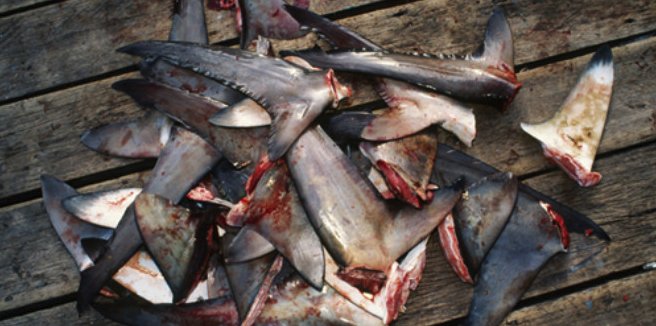 Cerca de 150 millones de #tiburones son cazados y mutilados sin piedad cada año. ¿De verdad quieres ser participe de esto? #aletadetiburon #sopadetiburon #maltratoanimal
