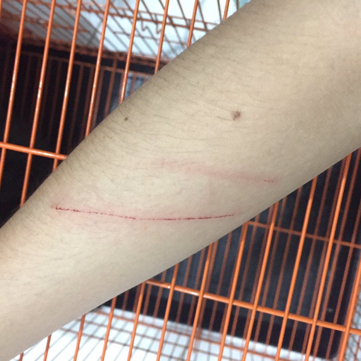 ayastrophiile's tweet image. Hehe bahagia nya hari pertama di tahun 2019. Mandiin anak kucing di rumah, semua orang satu rumah ribet hehehehe
Tanda sayang dari Sora dan Reo💙💙💙💙💙