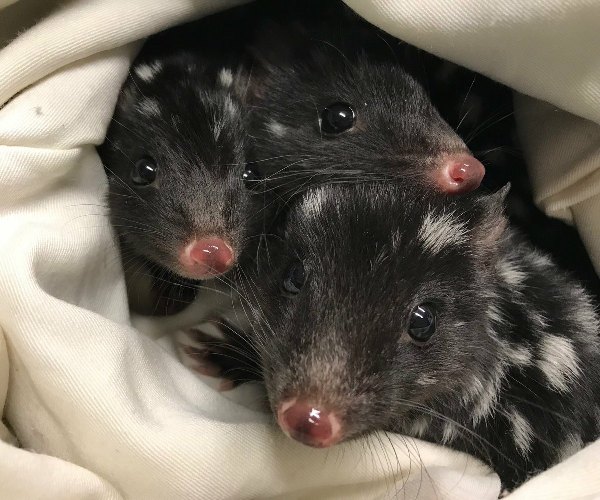 Happy New Year to all! 😄 Our cheeky quoll babies are ready for the year ahead &amp; all of the team at Bonorong wishes everyone a safe &amp; prosperous 2019 🙂

Look out for our furry friends this holiday season &amp;!save our 24 hour wildlife rescue number in your phone - 0447 264 625 🐾