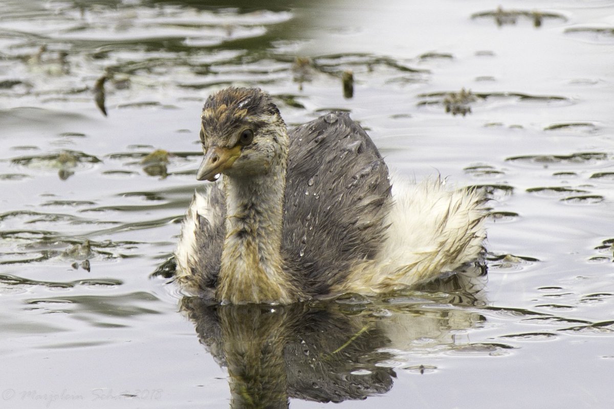dragonflyAT97's tweet photo. hoary-headed grebe being very accommodating in Eastern Park in Geelong. https://t.co/2TnFb2SCzH