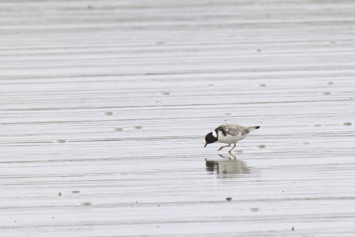 dragonflyAT97's tweet photo. Endangered hooded plover on one of the beaches near Barwon Heads on December 29th https://t.co/t6CCVcET6N