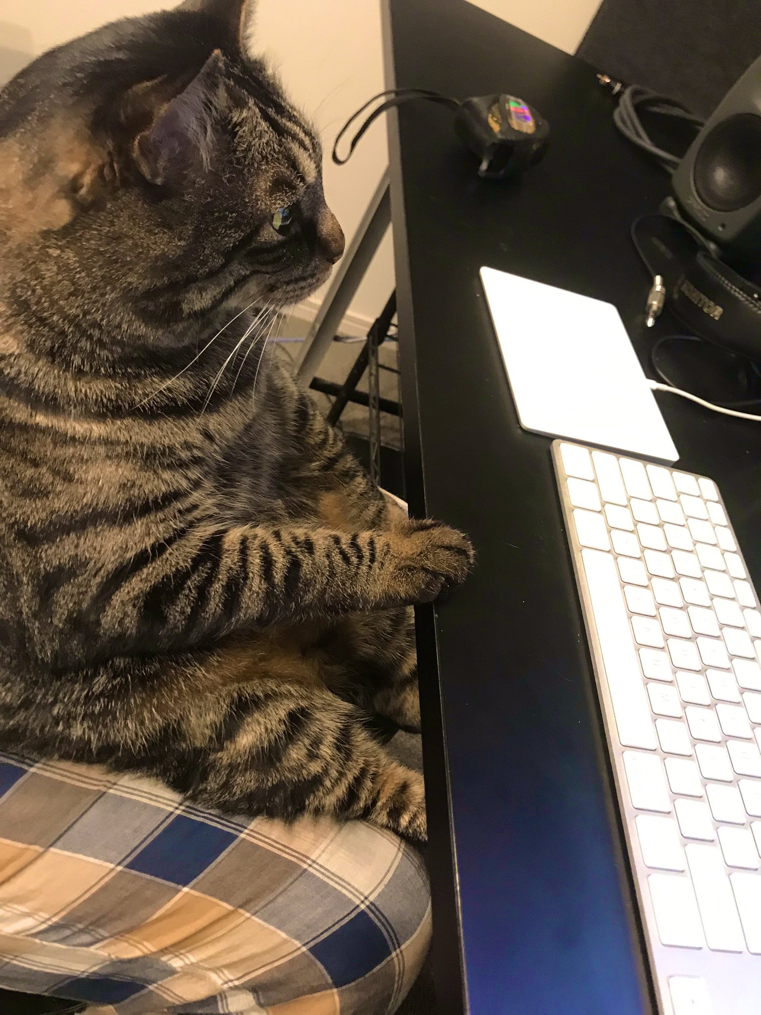 画像 : 普通の猫はキーボードの上とかに乗って仕事の邪魔をするものだ