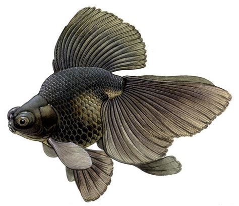 DrunkenSquatch's tweet image. Trailing Edge: A following edge. See Advancing edge, above. #TRAILINGEDGE #wordoftheday #randomword