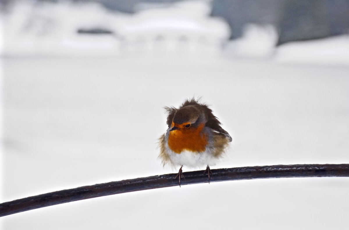A robin with disheveled feathers perches on a branch in front of a snowy background.
