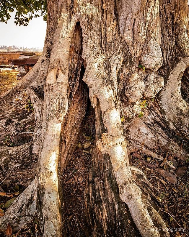 TheVisuality's tweet photo. The wood of a tree .
.
.
.
#rock #tree #tree_stump #moss #landscape #leaf #summer #texture #environment #travel #pattern #desktop #log #park #rough #trunk #branch #growth #flora #sky #dry #outdoors #wood #no_person #bark #nature #wild #old #root #season https://t.co/U0BnVSfJ3z