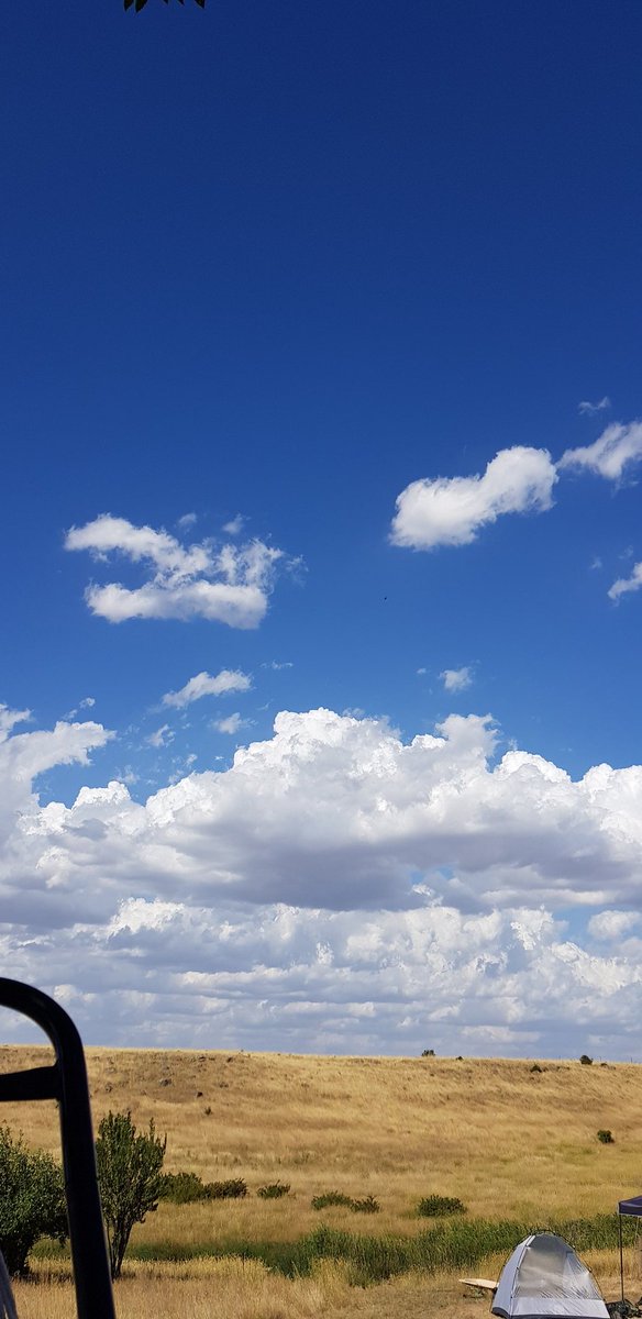 dr_dbw's tweet image. There's a Wedge Tailed Eagle up there!

#NativeBird #GoldFieldsVictoria #BirdWatching