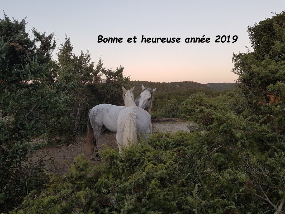 Nous vous adressons nos meilleurs vœux de bonheur, santé et réussite pour cette nouvelle année, en espérant que nos chemins équestres se croiseront !