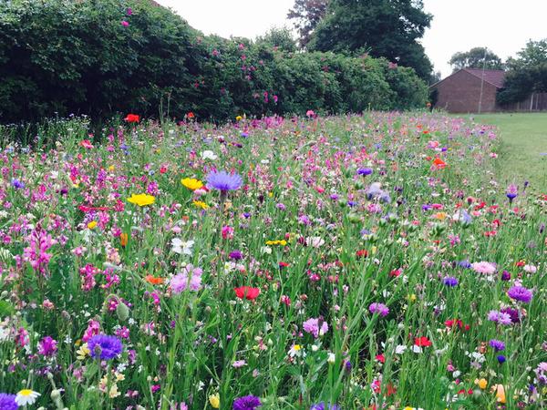 seed_ball's tweet photo. New Year Resolution 2019?! Grow more wildflowers!!! https://t.co/dCurxBertr