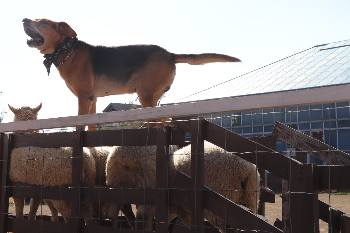 野宮 暫く休みます 先程呟いたボーダーコリーですが本当に頭いいです 一言も発せず羊を威圧して追いたてます ニュージーランド ハンタウェイって犬種は吠えて追いたてます ボーダーコリーに惚れました もう犬派です 従順で賢く 身体能力に優れ甘えん坊で