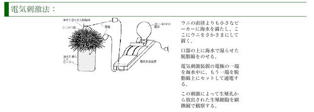 めう Sur Twitter 19年最初にやったことはウニの採精方法の検索です Kclかけるのはやったことがあったのですが腎虚刑みたいな 方法もあって今世はウニじゃなくて良かったです あけましておめでとうございます 今年もよろしくお願いいたします