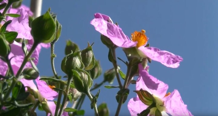 Avances en los trabajos de conservación de <a href="/JaraDeCartagena/">Jara de Cartagena</a>. Para más información: bit.ly/2CIUkoU