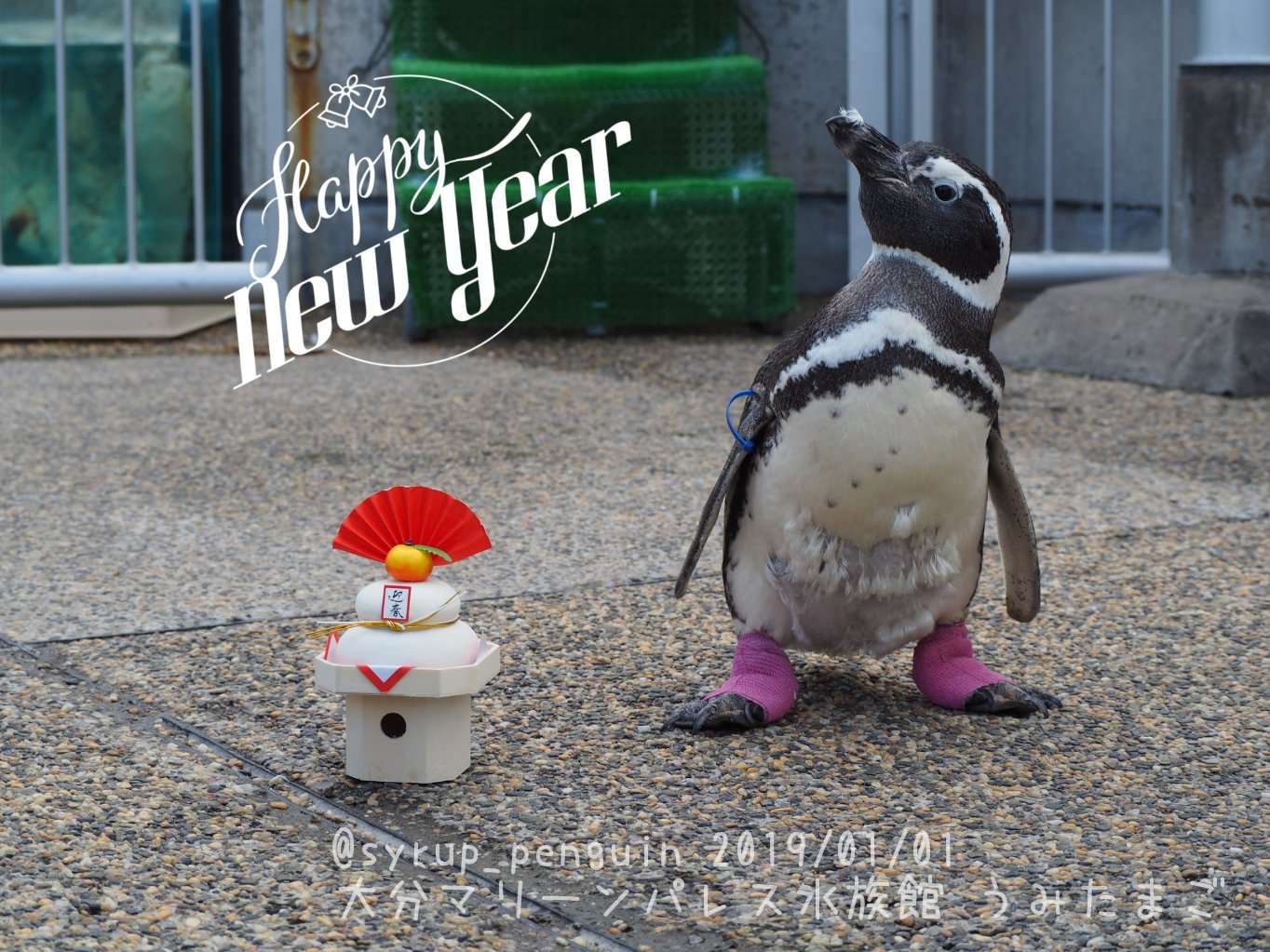 しろっぷ ฎ おペン路さん 大分マリーンパレス水族館 うみたまご マゼランペンギン タラちゃんと鏡餅