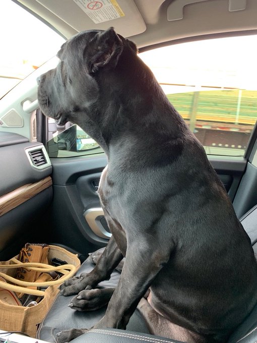 FYI for those of you bringing up the Netflix series my Cane Corso is named Luke Cage https://t.co/pj<a href="/tag/shameless"class="tags"><span>#shameless</span></a>