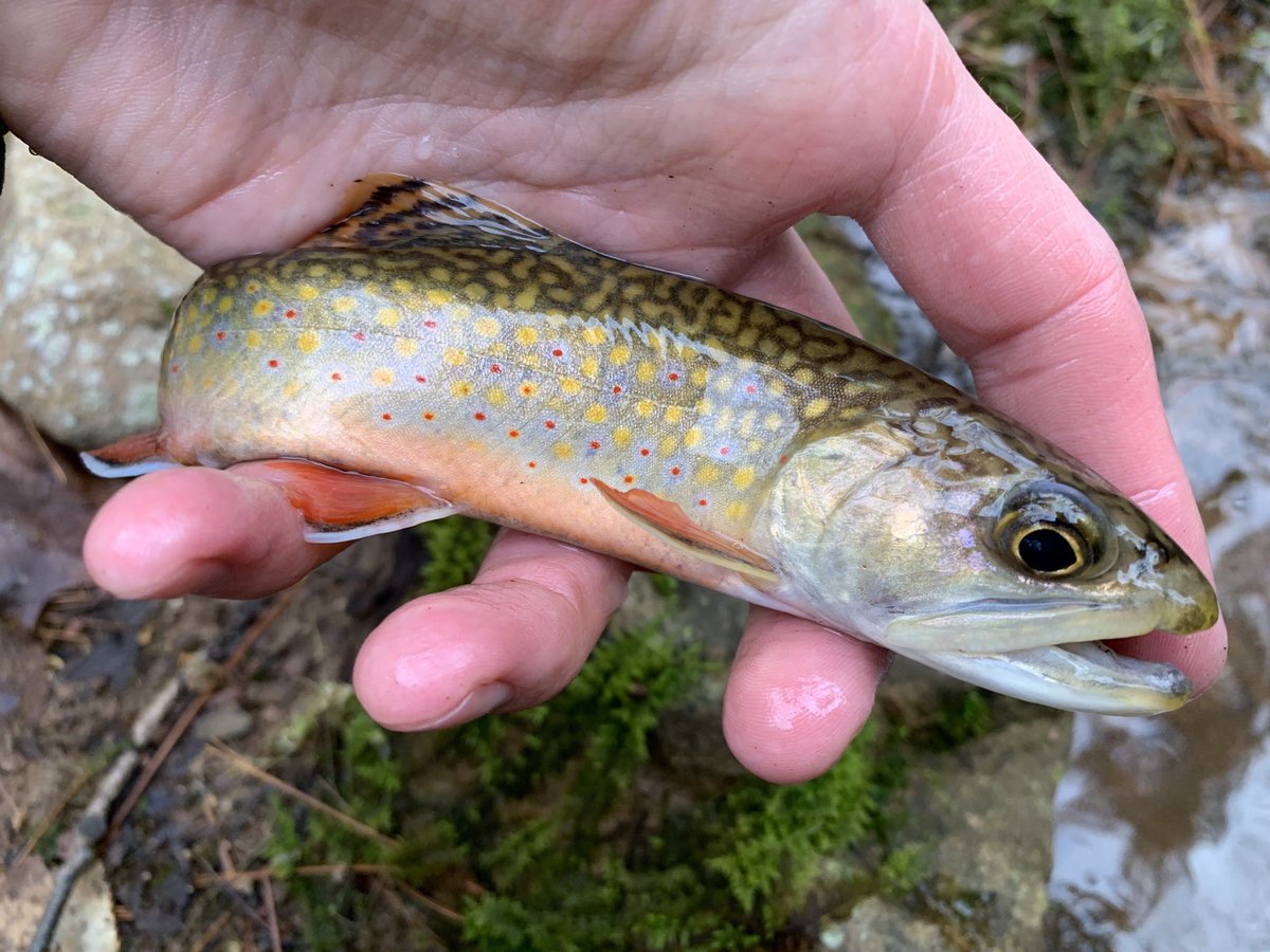 woolybugged's tweet photo. The wild brook trout living in Columbia County, Pennsylvania are magnificent! #pawildtrout #patrout #paflyfish #outdoorslife #brooktrout #nativebrooktrout #wildbrooktrout #greatoutdoors #pennsylvania #flyfishing #backcountryfishing #columbiacountypa https://t.co/dOgCx2UOrc