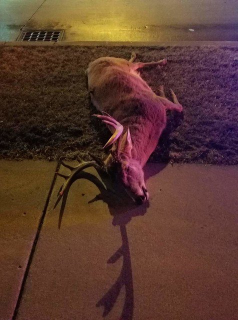 Bucks of Wisconsin tweet media