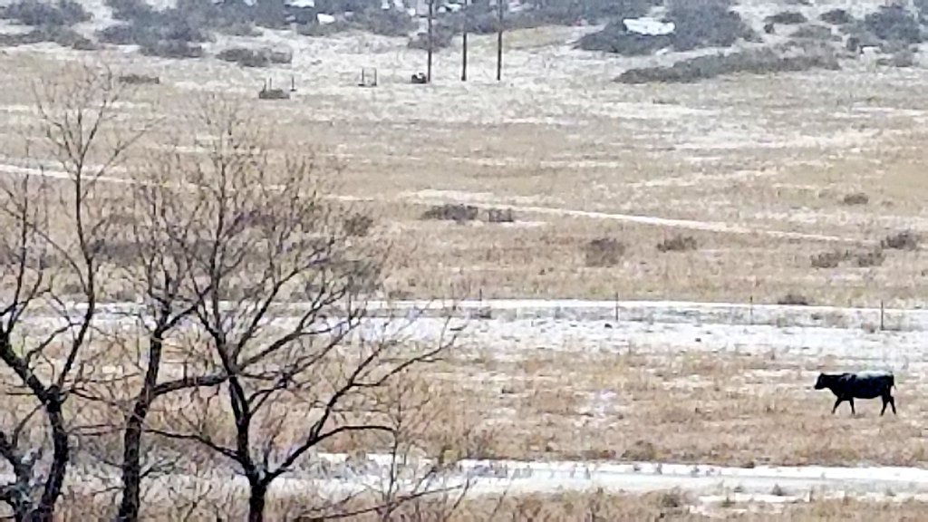 cardboardshell's tweet photo. When you're asked to leave the @Wendys cattle call. #frozenbeef https://t.co/y71qSFeKdC