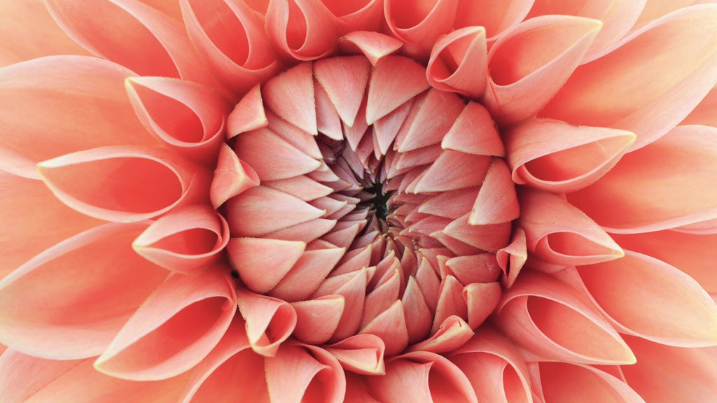 theopido's tweet photo. Can I just say na ang ganda ng color of the year? Homaygahd it’s so bold yet so calming. Lavet

Living Coral, everyone 🤙🏼 https://t.co/UGzFaykLbV