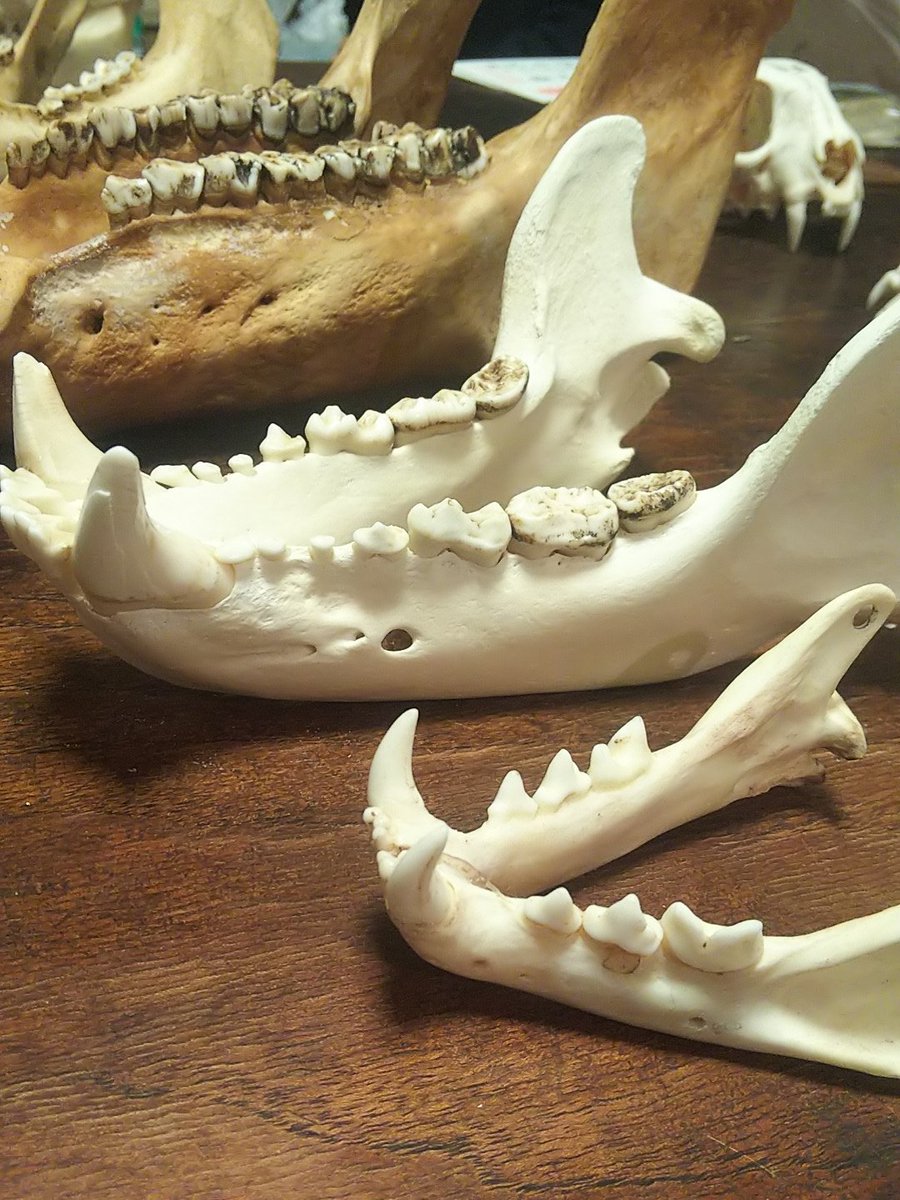 ツキノワグマ　下顎 ツキノワグマ下顎