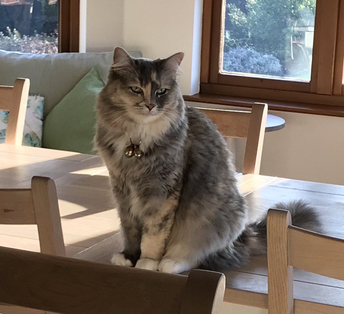 New Year Resolution -  got to create even more mischief  - Lulu. Happy 2019 furfriends. Love Lulu, Buggi &amp; Polly #CatsOfTwiter #NewYearsDay2019 #Resolution2019