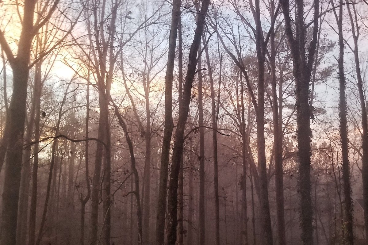 A photo of a forest in winter, fog making the bare trees fade in the distance, with patches of clear sky and dawn-gold lit clouds in the background.