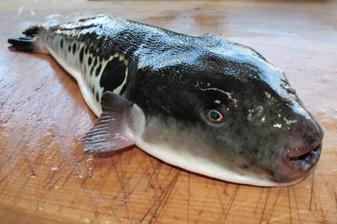 ちくわのアンチ 君が 君が 君が 熱い恋をするなら デカめのフグしかいない Only You 熱い 熱い 最高の恋をするなら デカめのフグしかいない