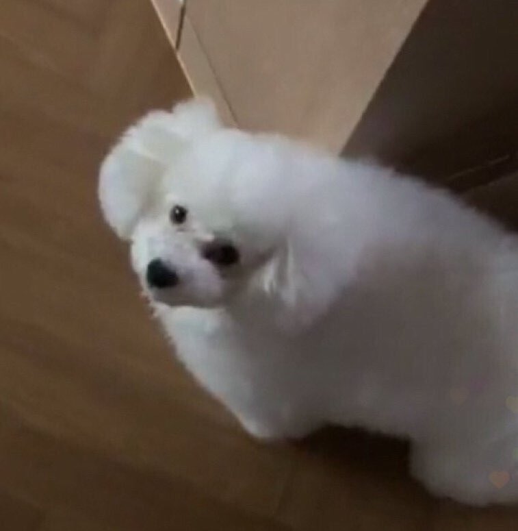 pangdo_'s tweet photo. Vivi🐩?  🐑?  ☁️?  🍚? https://t.co/fRQUv7796L