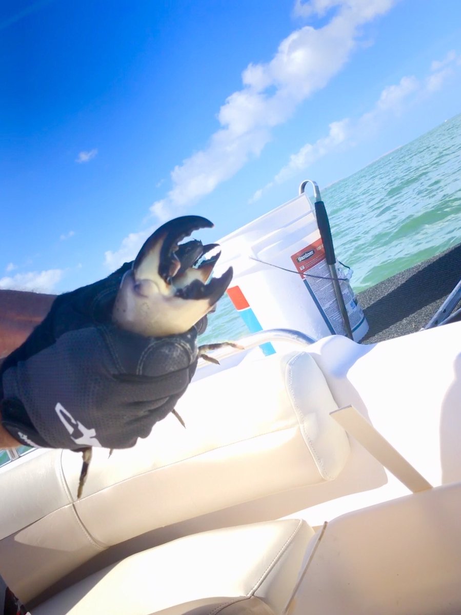 ShineTribe's tweet photo. Finger clippers!🦀 #StoneCrab #SouthPineChannel #FLKeys #FloridaKeys #BigPineKey https://t.co/NIPmZgrWfC