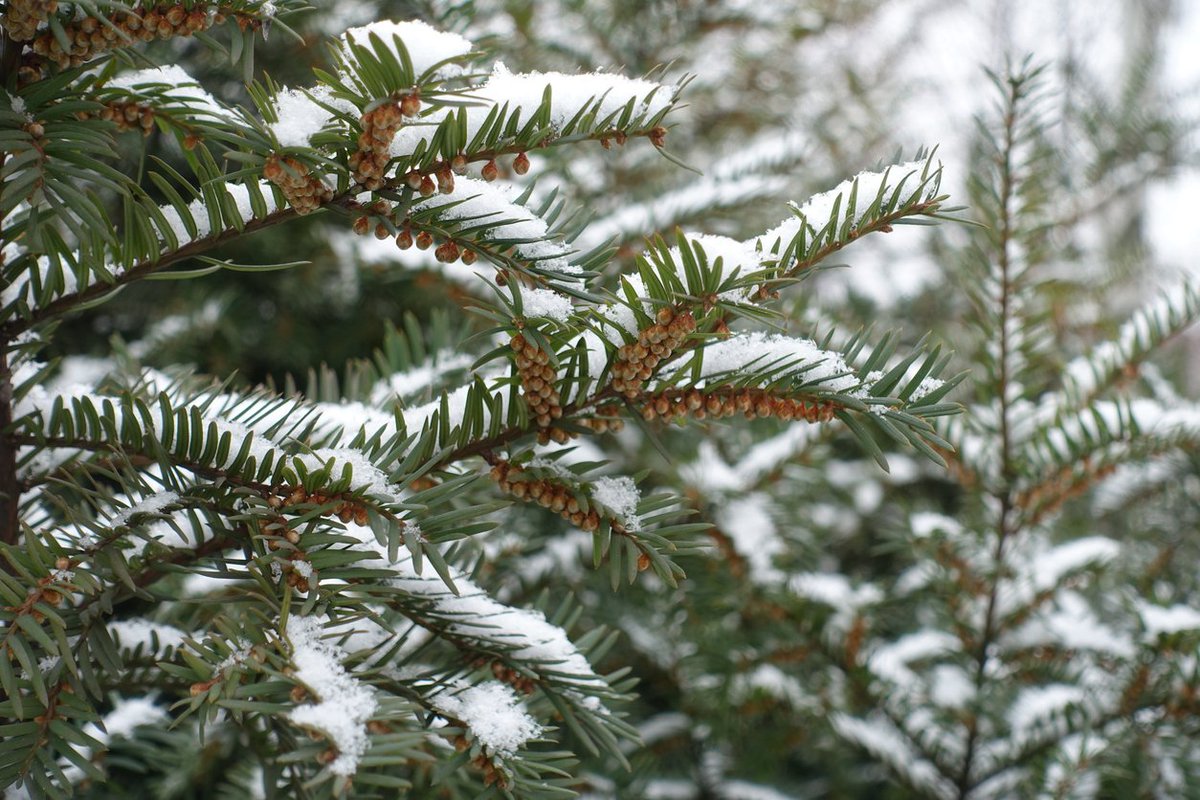 HedgeXpress's tweet photo. As a relatively dense #shrub, #yew makes for an excellent privacy screen to create more of a secluded feel to your #garden - whether it be from your neighbours or prying passers-by: https://t.co/GMjasLon3L https://t.co/KSweB9bDUb
