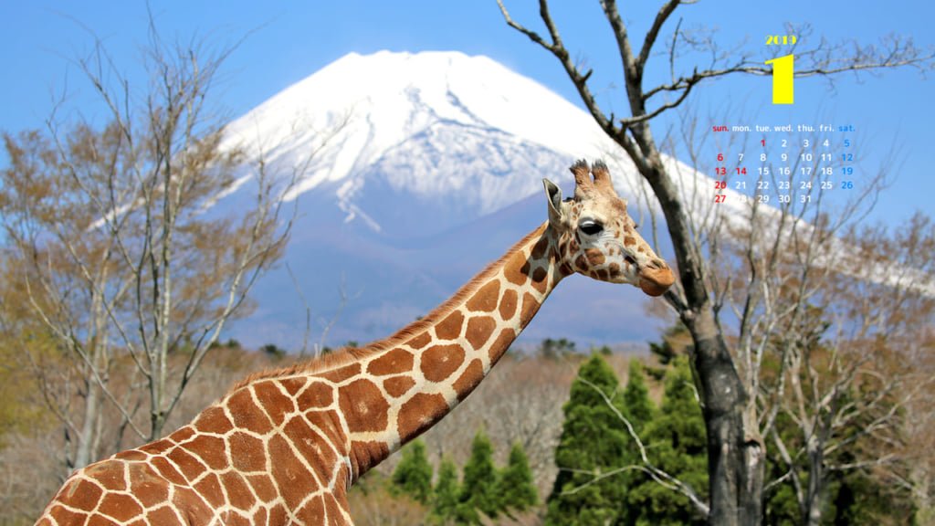 富士サファリパーク公式 かわいいハイラックス親子の壁紙もあるよ どうぶつ壁紙 鏡餅みたい 富士サファリパーク T Co Z95fyrdidb 富士サファリパーク公式 かわいいハイラックス親子の壁紙もあるよ どうぶつ壁紙 鏡餅みたい 富士サファリパーク T Co Z95fyrdidb