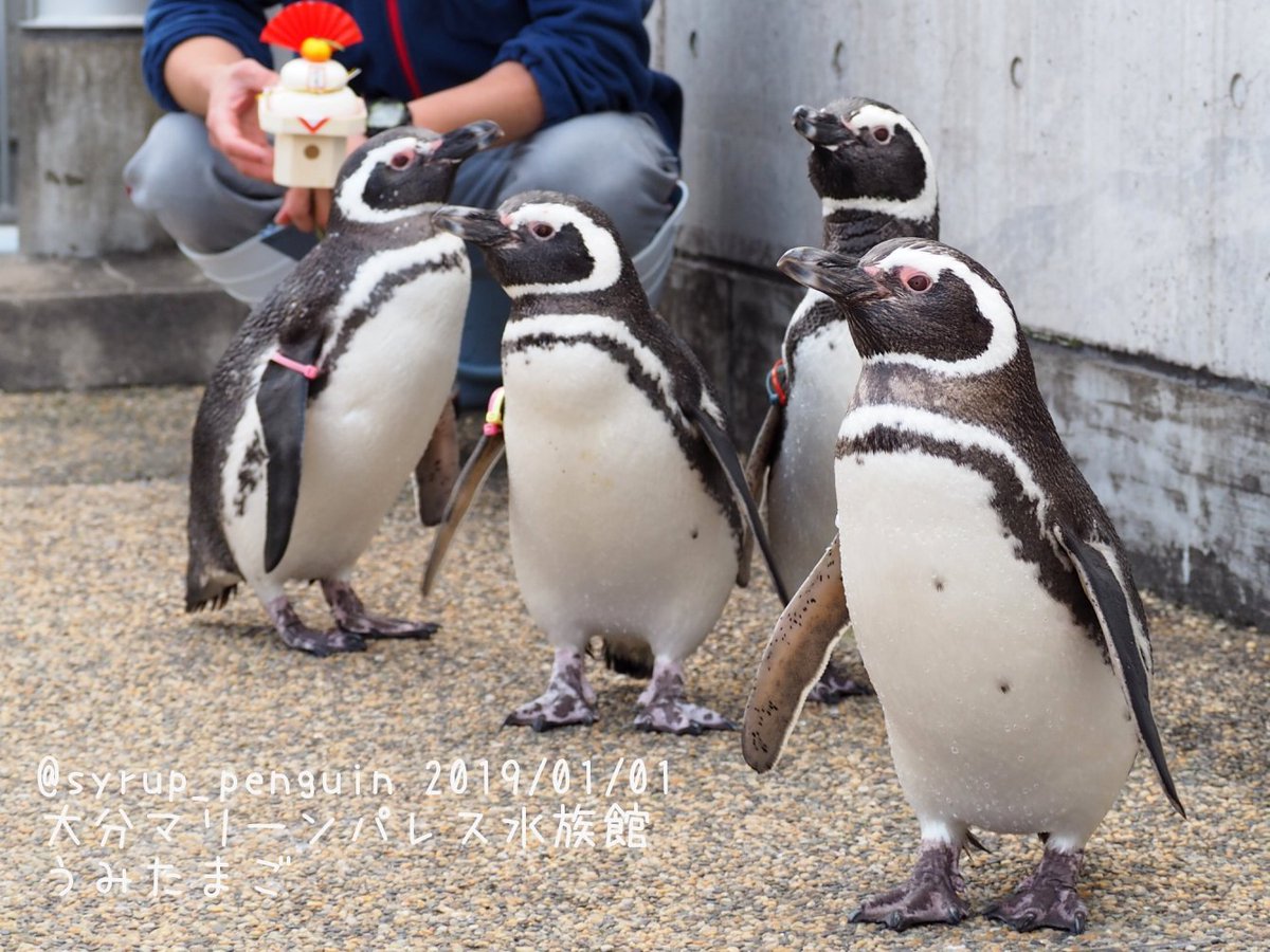 しろっぷ ฎ おペン路さん Pa Twitter 大分マリーンパレス水族館 うみたまご マゼランペンギン 由美さん 花沢さん サブローくん サザエさん みんな元気にお散歩に出掛けていきましたよ